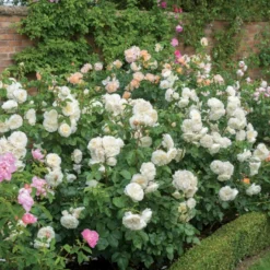 'Tranquillity' Rosa X 'Tranquillity' (Engelsk Rose) A-Kvalitet,- Barrods Roser Min. 3 Grene 10 'Tranquillity' Rosa X 'Tranquillity' (Engelsk Rose) A-Kvalitet,- Barrods Roser Min. 3 Grene -GrønGlæde Salgsbutik p24285 53228 rosa x tranquillity engelsk rose 86eb