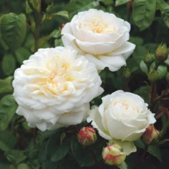 'Tranquillity' Rosa X 'Tranquillity' (Engelsk Rose) A-Kvalitet,- Barrods Roser Min. 3 Grene 11 'Tranquillity' Rosa X 'Tranquillity' (Engelsk Rose) A-Kvalitet,- Barrods Roser Min. 3 Grene -GrønGlæde Salgsbutik p24285 53229 rosa x tranquillity engelsk rose c74b