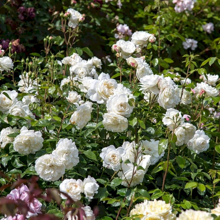 'Tranquillity' Rosa X 'Tranquillity' (Engelsk Rose) A-Kvalitet,- Barrods Roser Min. 3 Grene 7 'Tranquillity' Rosa X 'Tranquillity' (Engelsk Rose) A-Kvalitet,- Barrods Roser Min. 3 Grene - Billede 7