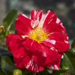 'Twist'™ Rosa X 'Twist'™ (Slyngroser) A-Kvalitet,- Barrods Roser Min. 3 Grene -GrønGlæde Salgsbutik p24293 52261 rosa x twist slyngroser 6b38