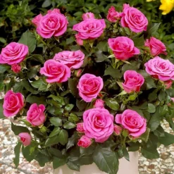 'Violet™ Hit'® Rosa X 'Violet™ Hit'® (Miniaturerose) A-Kvalitet,- Barrods Roser Min. 3 Grene -GrønGlæde Salgsbutik p24308 52073 rosa x violet hit miniaturerose fdba