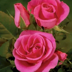 'Violet™ Hit'® Rosa X 'Violet™ Hit'® (Miniaturerose) A-Kvalitet,- Barrods Roser Min. 3 Grene -GrønGlæde Salgsbutik p24308 52074 rosa x violet hit miniaturerose 8d90