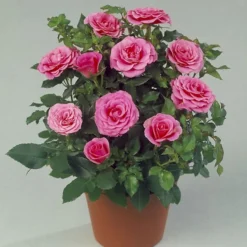 'Violet™ Hit'® Rosa X 'Violet™ Hit'® (Miniaturerose) A-Kvalitet,- Barrods Roser Min. 3 Grene -GrønGlæde Salgsbutik p24308 52075 rosa x violet hit miniaturerose 11bc