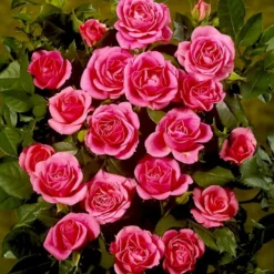 'Violet™ Hit'® Rosa X 'Violet™ Hit'® (Miniaturerose) A-Kvalitet,- Barrods Roser Min. 3 Grene -GrønGlæde Salgsbutik p24308 52076 rosa x violet hit miniaturerose 8dcd