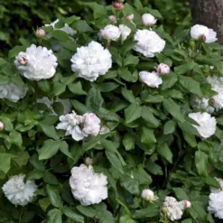 'White Jacques Cartier' Rosa Portlandica 'White Jacques Cartier' (Portlandrose) A-Kvalitet,- Barrods Roser Min. 3 Grene