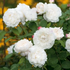 'William And Cathrine'™ Rosa X 'William And Cathrine'™ (Engelsk Rose) A-Kvalitet,- Barrods Roser Min. 3 Grene -GrønGlæde Salgsbutik p24337 53243 rosa x william and cathrine engelsk rose eb29