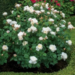 'William And Cathrine'™ Rosa X 'William And Cathrine'™ (Engelsk Rose) A-Kvalitet,- Barrods Roser Min. 3 Grene -GrønGlæde Salgsbutik p24337 53244 rosa x william and cathrine engelsk rose 35e0