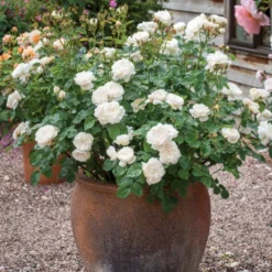 'William And Cathrine'™ Rosa X 'William And Cathrine'™ (Engelsk Rose) A-Kvalitet,- Barrods Roser Min. 3 Grene -GrønGlæde Salgsbutik p24337 53245 rosa x william and cathrine engelsk rose 0b0c