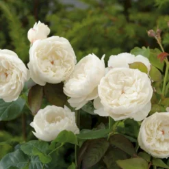 'William And Cathrine'™ Rosa X 'William And Cathrine'™ (Engelsk Rose) A-Kvalitet,- Barrods Roser Min. 3 Grene -GrønGlæde Salgsbutik p24337 53246 rosa x william and cathrine engelsk rose c3b3