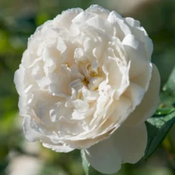 'William And Cathrine'™ Rosa X 'William And Cathrine'™ (Engelsk Rose) A-Kvalitet,- Barrods Roser Min. 3 Grene -GrønGlæde Salgsbutik p24337 53248 rosa x william and cathrine engelsk rose ff45