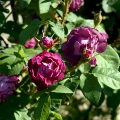 'William Lobb' Rosa Centifolia Muscosa 'William Lobb' (Mosrose) A-Kvalitet,- Barrods Roser Min. 3 Grene -GrønGlæde Salgsbutik p24340 52935 rosa centifolia muscosa william lobb mosrose cad0