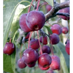 Paradisæble 'Braendkjær' Malus Hybrid 'Braendkjær' Heister 175-200 Cm. Med Potte