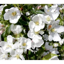 Paradisæble 'Braendkjær' Malus Hybrid 'Braendkjær' Heister 175-200 Cm. Med Potte -GrønGlæde Salgsbutik p2492 36646 malus hybrid braendkjaer 61e3