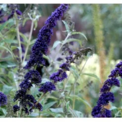 Sommerfuglebusk 'Empire Blue' Buddleja Davidii 'Empire Blue' Potte 2,0 Liter,- 30-40 Cm. 5 Sommerfuglebusk 'Empire Blue' Buddleja Davidii 'Empire Blue' Potte 2,0 Liter,- 30-40 Cm. -GrønGlæde Salgsbutik p249 36405 buddleja davidii empire blue fd81