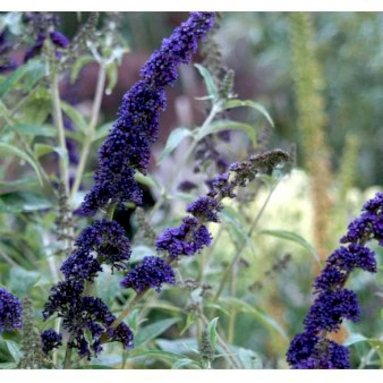 Sommerfuglebusk 'Empire Blue' Buddleja Davidii 'Empire Blue' Potte 2,0 Liter,- 30-40 Cm. 3 Sommerfuglebusk 'Empire Blue' Buddleja Davidii 'Empire Blue' Potte 2,0 Liter,- 30-40 Cm. - Billede 3