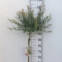 Broget Japansk Pil Salix Integra 'Hakuro Nishiki' Opstammet 60 Cm. Med Potte -GrønGlæde Salgsbutik p2505 33817 salix integra hakuro nishiki 0f82