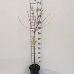 Broget Japansk Pil Salix Integra 'Hakuro Nishiki' Opstammet 60 Cm. Med Potte