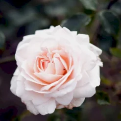 'Penny Lane' Rosa X 'Penny Lane' (Slyngrose) A-Kvalitet,- Barrods Roser Min. 3 Grene -GrønGlæde Salgsbutik p2508 52496 rosa x penny lane slyngrose e128