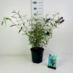 Sommerfuglebusk 'Black Knight' Buddleja Davidii 'Black Knight' Potte 6,5 Liter 50-60 Cm.