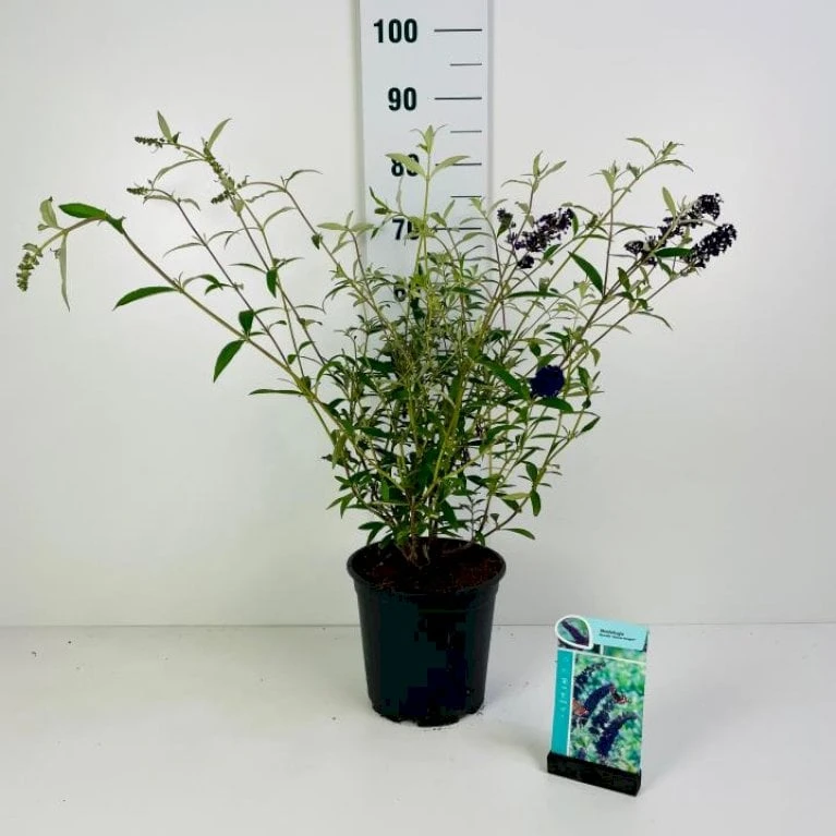 Sommerfuglebusk 'Black Knight' Buddleja Davidii 'Black Knight' Potte 6,5 Liter 50-60 Cm. 1 Sommerfuglebusk 'Black Knight' Buddleja Davidii 'Black Knight' Potte 6,5 Liter 50-60 Cm.