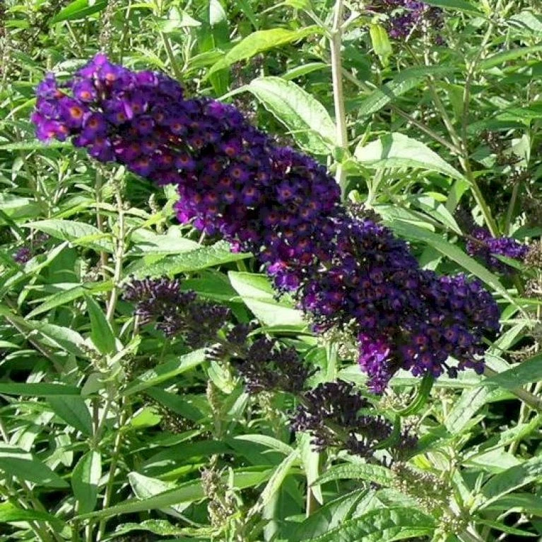 Sommerfuglebusk 'Black Knight' Buddleja Davidii 'Black Knight' Potte 6,5 Liter 50-60 Cm. 3 Sommerfuglebusk 'Black Knight' Buddleja Davidii 'Black Knight' Potte 6,5 Liter 50-60 Cm. - Billede 3