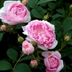 'Dronningen Af Danmark' Rosa Alba 'Dronningen Af Danmark' (Albarose) A-Kvalitet,- Barrods Roser Min. 3 Grene -GrønGlæde Salgsbutik p2530 52360 rosa alba dronningen af danmark albarose 2922