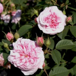 'Dronningen Af Danmark' Rosa Alba 'Dronningen Af Danmark' (Albarose) A-Kvalitet,- Barrods Roser Min. 3 Grene -GrønGlæde Salgsbutik p2530 52361 rosa alba dronningen af danmark albarose 8891