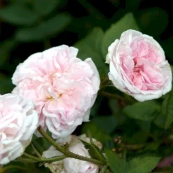 'Félicité Parmentier' Rosa Alba 'Félicité Parmentier' (Albarose) A-Kvalitet,- Barrods Roser Min. 3 Grene -GrønGlæde Salgsbutik p2531 52371 rosa alba felicite parmentier albarose 513a