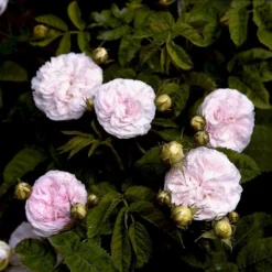 'Félicité Parmentier' Rosa Alba 'Félicité Parmentier' (Albarose) A-Kvalitet,- Barrods Roser Min. 3 Grene -GrønGlæde Salgsbutik p2531 52372 rosa alba felicite parmentier albarose f38f