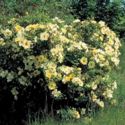 'Aicha' Rosa Pimpinellifolia 'Aicha' (Klitrose) A-Kvalitet,- Barrods Roser Min. 3 Grene -GrønGlæde Salgsbutik p2532 52289 rosa pimpinellifolia aicha buskrose 3e5d