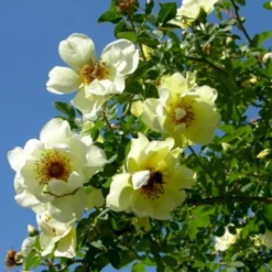 'Aicha' Rosa Pimpinellifolia 'Aicha' (Klitrose) A-Kvalitet,- Barrods Roser Min. 3 Grene -GrønGlæde Salgsbutik p2532 52290 rosa pimpinellifolia aicha buskrose ce3c