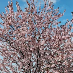 Blodblomme Prunus Cerasifera 'Nigra' Opstammet 160 Cm.- 15 Liter Potte -GrønGlæde Salgsbutik p2584 52377 prunus cerasifera nigra 690b