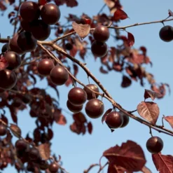 Blodblomme Prunus Cerasifera 'Nigra' Opstammet 160 Cm.- 15 Liter Potte -GrønGlæde Salgsbutik p2584 52378 prunus cerasifera nigra 7516