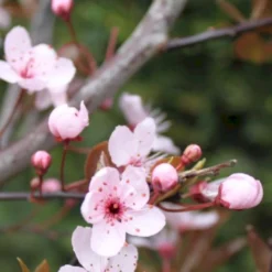 Blodblomme Prunus Cerasifera 'Nigra' Opstammet 160 Cm.- 15 Liter Potte -GrønGlæde Salgsbutik p2584 52379 prunus cerasifera nigra 1e16