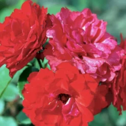 'Allotria'® Rosa X 'Allotria'® (Buketrose) A-Kvalitet,- Barrods Roser Min. 3 Grene -GrønGlæde Salgsbutik p259 51414 rosa x allotria e8b9