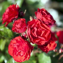 'Allotria'® Rosa X 'Allotria'® (Buketrose) A-Kvalitet,- Barrods Roser Min. 3 Grene -GrønGlæde Salgsbutik p259 51415 rosa x allotria f812