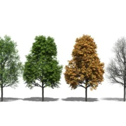 Spidsløn Acer Platanoides Flerstammet,- 150-175 Cm. Med Trådklump -GrønGlæde Salgsbutik p25 8143 acer platanoides e335