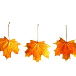 Spidsløn Acer Platanoides Flerstammet,- 150-175 Cm. Med Trådklump -GrønGlæde Salgsbutik p25 8144 acer platanoides a2a0