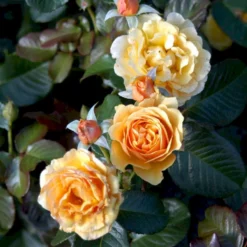 'Amber Queen' Rosa X 'Amber Queen' (Buketrose) A-Kvalitet,- Barrods Roser Min. 3 Grene -GrønGlæde Salgsbutik p260 51418 rosa x amber queen buketrose 3b43