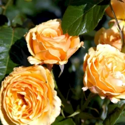 'Amber Queen' Rosa X 'Amber Queen' (Buketrose) A-Kvalitet,- Barrods Roser Min. 3 Grene -GrønGlæde Salgsbutik p260 51419 rosa x amber queen buketrose 6a07