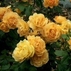 'Amber Queen' Rosa X 'Amber Queen' (Buketrose) A-Kvalitet,- Barrods Roser Min. 3 Grene -GrønGlæde Salgsbutik p260 51420 rosa x amber queen buketrose 2b0f