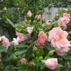'Astrid Lindgren'™ Rosa X 'Astrid Lindgren'™ (Buketrose) A-Kvalitet,- Barrods Roser Min. 3 Grene -GrønGlæde Salgsbutik p262 51427 rosa x astrid lindgren buketrose 3b1e