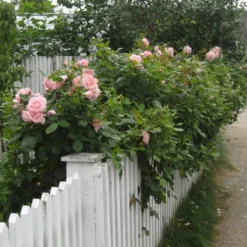 'Astrid Lindgren'™ Rosa X 'Astrid Lindgren'™ (Buketrose) A-Kvalitet,- Barrods Roser Min. 3 Grene -GrønGlæde Salgsbutik p262 51428 rosa x astrid lindgren buketrose 0d77