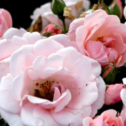 'Astrid Lindgren'™ Rosa X 'Astrid Lindgren'™ (Buketrose) A-Kvalitet,- Barrods Roser Min. 3 Grene -GrønGlæde Salgsbutik p262 51431 rosa x astrid lindgren buketrose fc7b