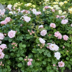 'Astrid Lindgren'™ Rosa X 'Astrid Lindgren'™ (Buketrose) A-Kvalitet,- Barrods Roser Min. 3 Grene -GrønGlæde Salgsbutik p262 51432 rosa x astrid lindgren buketrose b2a7