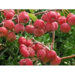 Paradisæble 'Everest' Malus Ssp. 'Everest' Heister 175-200 Cm. Med Potte