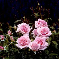 'Bangsbo'™ Rosa X 'Bangsbo'™ (Buketrose) A-Kvalitet,- Barrods Roser Min. 3 Grene -GrønGlæde Salgsbutik p265 51755 rosa x bangsbo buketrose d9bc