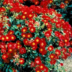 'Bassino'® Rosa X 'Bassino'® (Bunddækkerose) A-Kvalitet,- Barrods Roser Min. 3 Grene -GrønGlæde Salgsbutik p266 51437 rosa x bassino bunddaekkerose 5626