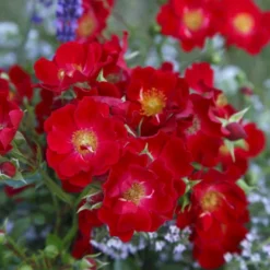 'Bassino'® Rosa X 'Bassino'® (Bunddækkerose) A-Kvalitet,- Barrods Roser Min. 3 Grene -GrønGlæde Salgsbutik p266 53546 rosa x bassino bunddaekkerose e07f