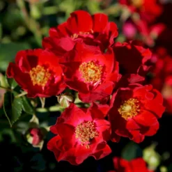 'Bassino'® Rosa X 'Bassino'® (Bunddækkerose) A-Kvalitet,- Barrods Roser Min. 3 Grene -GrønGlæde Salgsbutik p266 53547 rosa x bassino bunddaekkerose 71c6